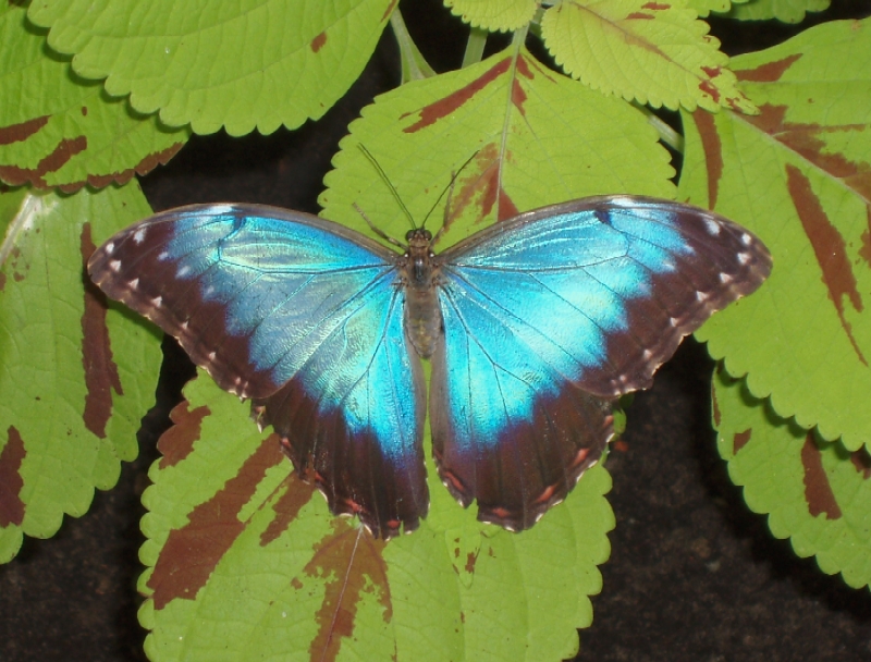 Schmetterling in der Ausstellung Trassenheide