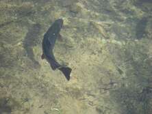 Forelle - nur eine der Fischarten die Sie auf der Insel Usedom angeln können.