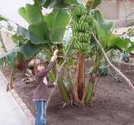 Bananenernte in der Schmetterlingsfarm